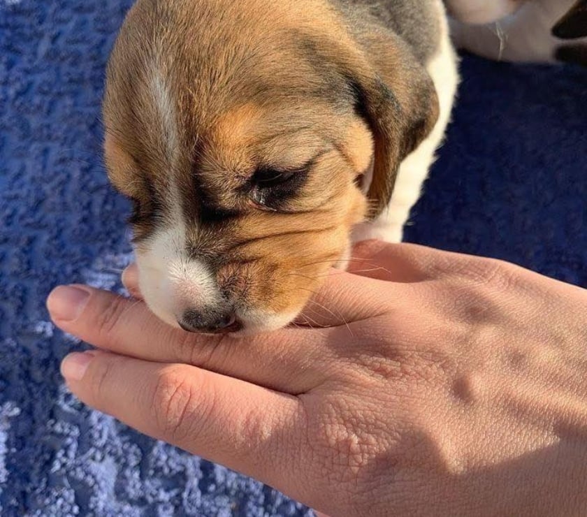 Hermosos Cachorros Beagle Enanos