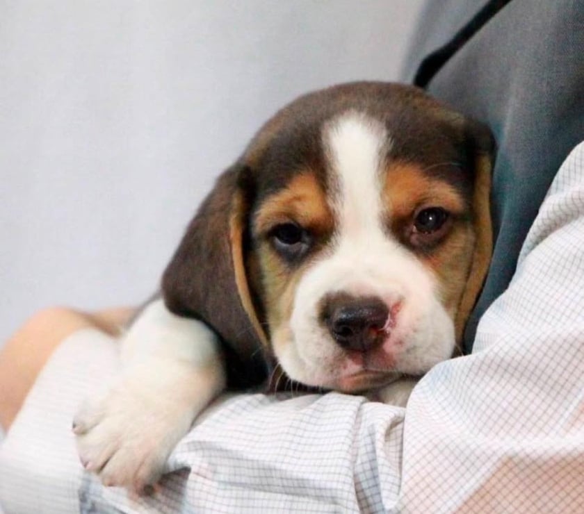 Gatos en Venta Santiago Las Condes - Fotos de Hermosos Cachorros Beagle Enanos
