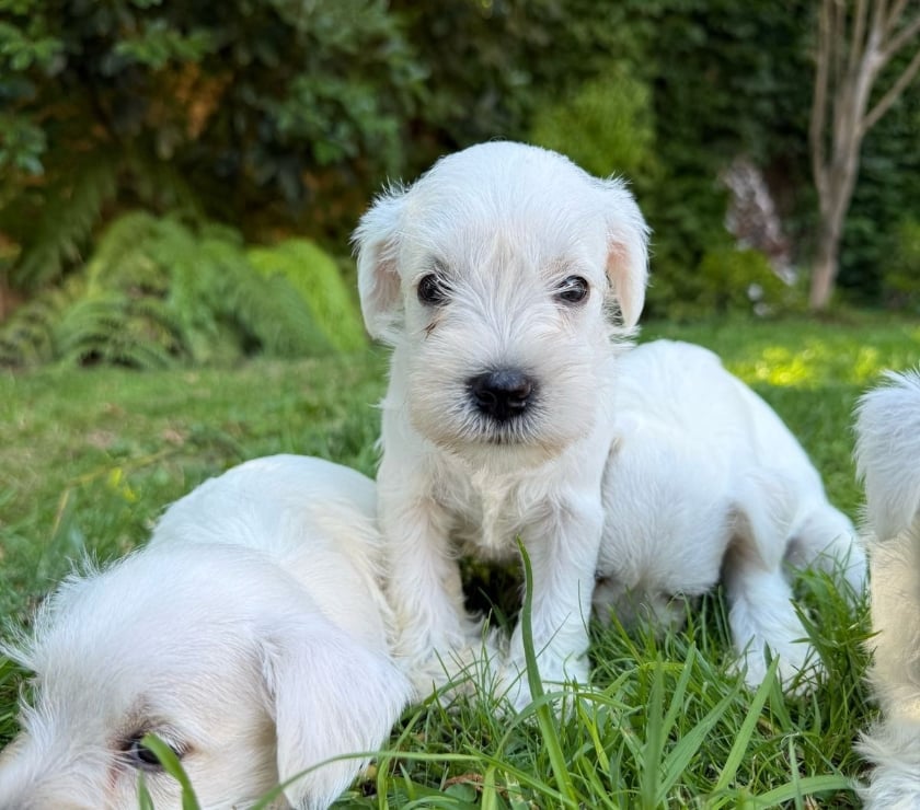 Cachorros Schnauzer Mini