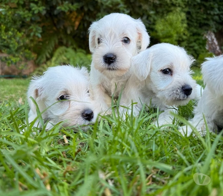 Gatos en Venta Santiago Las Condes - Fotos de Cachorros Schnauzer Mini