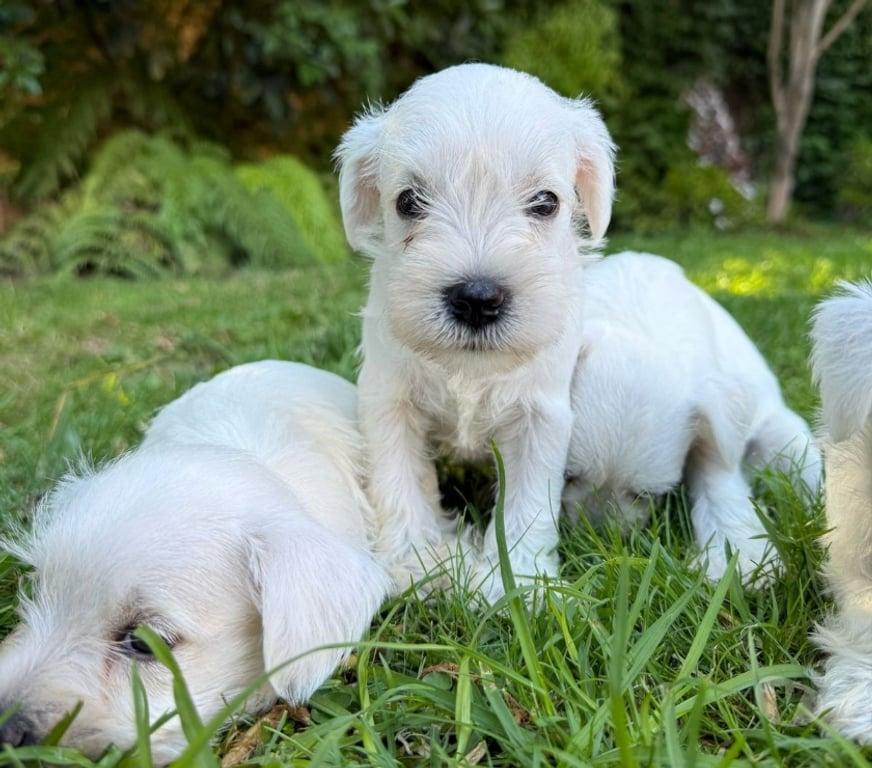 Gatos en Venta Santiago Las Condes - Fotos de Cachorros Schnauzer Mini