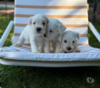 Mascotas en Chile Las Condes Santiago - Fotos de Cachorros Schnauzer Mini