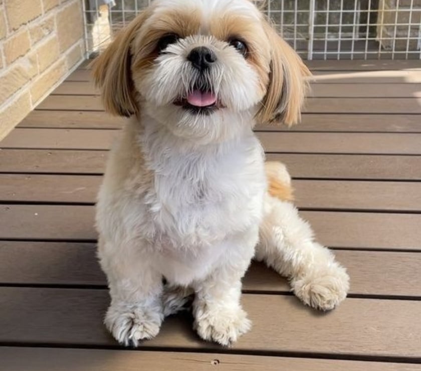 Lindos Cachorros Shih Tzu de 2 Meses