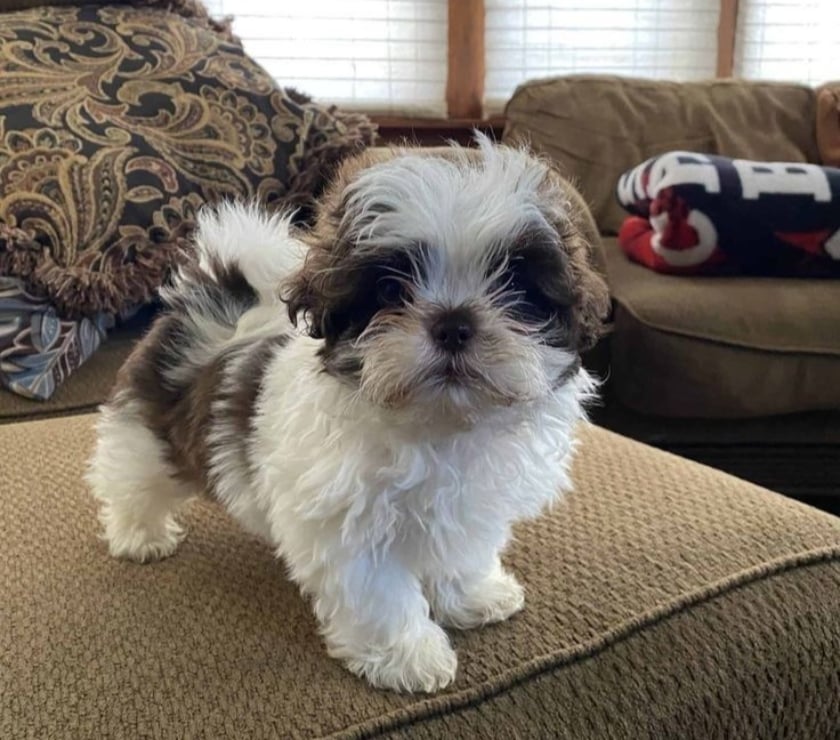Gatos en Venta Santiago Las Condes - Fotos de Lindos Cachorros Shih Tzu de 2 Meses