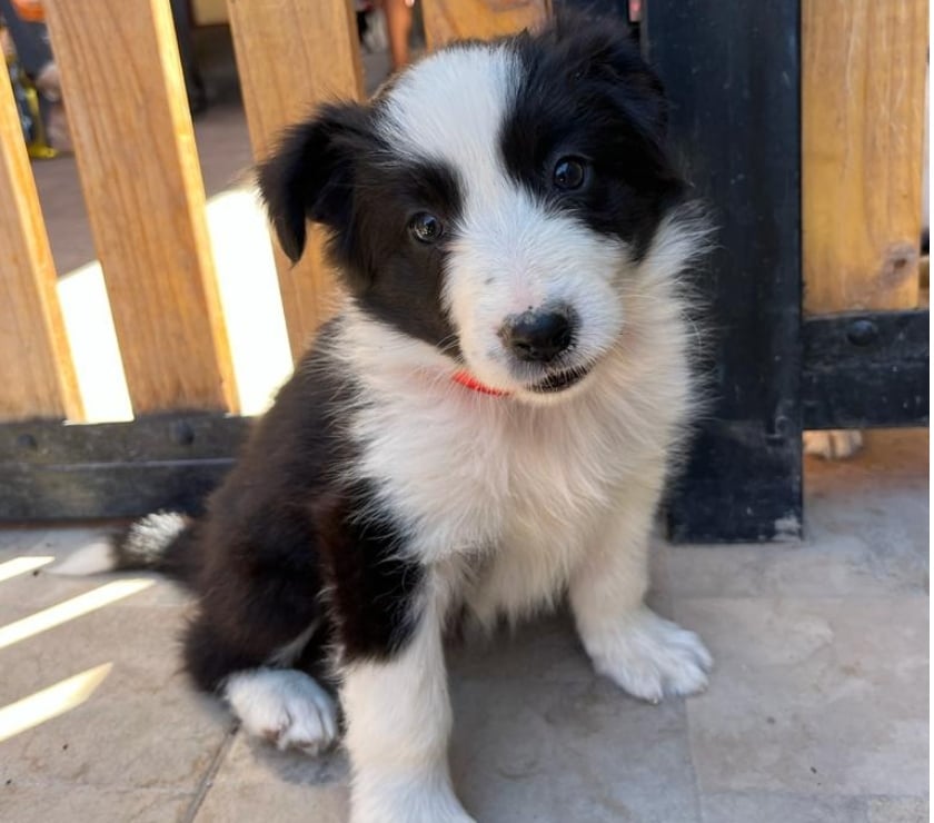 Espectaculares cachorros Border Collie