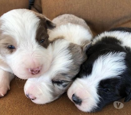 Perros en Venta Las Condes Santiago - Fotos de Espectaculares cachorros Border Collie