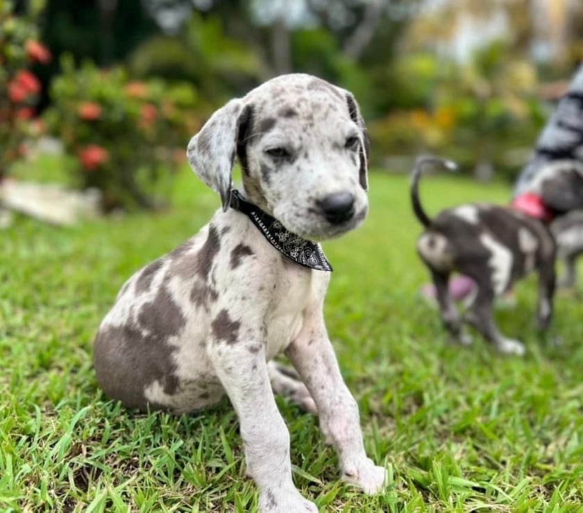 Soñados Cachorros Gran Danes