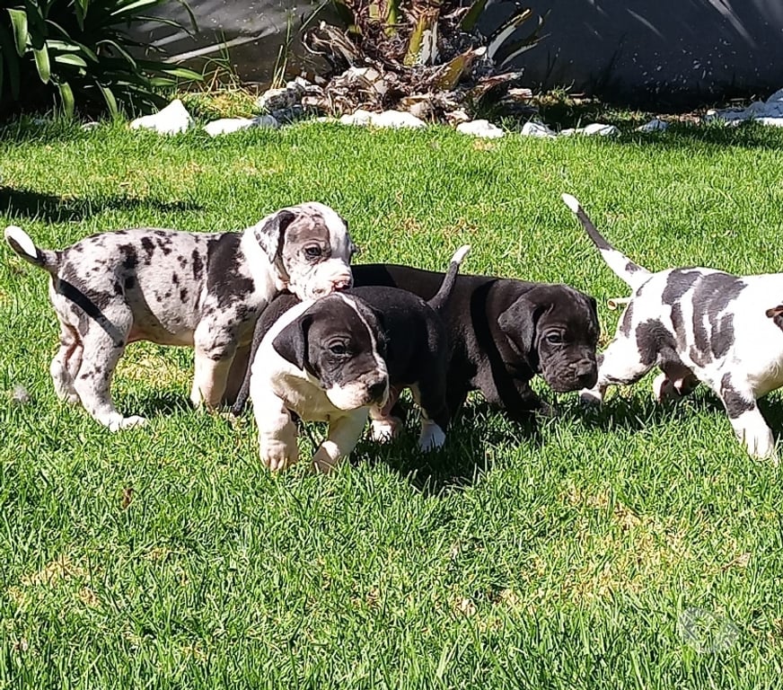 Gatos en Venta Santiago Las Condes - Fotos de Soñados Cachorros Gran Danes