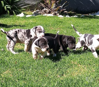 Fotos de Soñados Cachorros Gran Danes