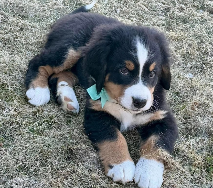 Gatos en Venta Santiago Las Condes - Fotos de Cachorros Boyero de Berna Hermosos!
