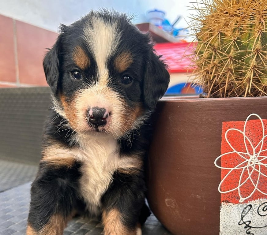 Gatos en Venta Santiago Las Condes - Fotos de Cachorros Boyero de Berna Hermosos!