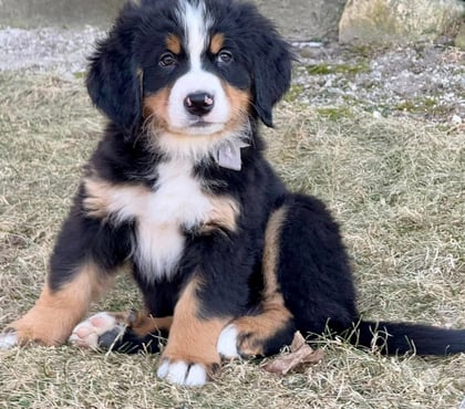 Mascotas en Chile Las Condes Santiago - Fotos de Cachorros Boyero de Berna Hermosos!