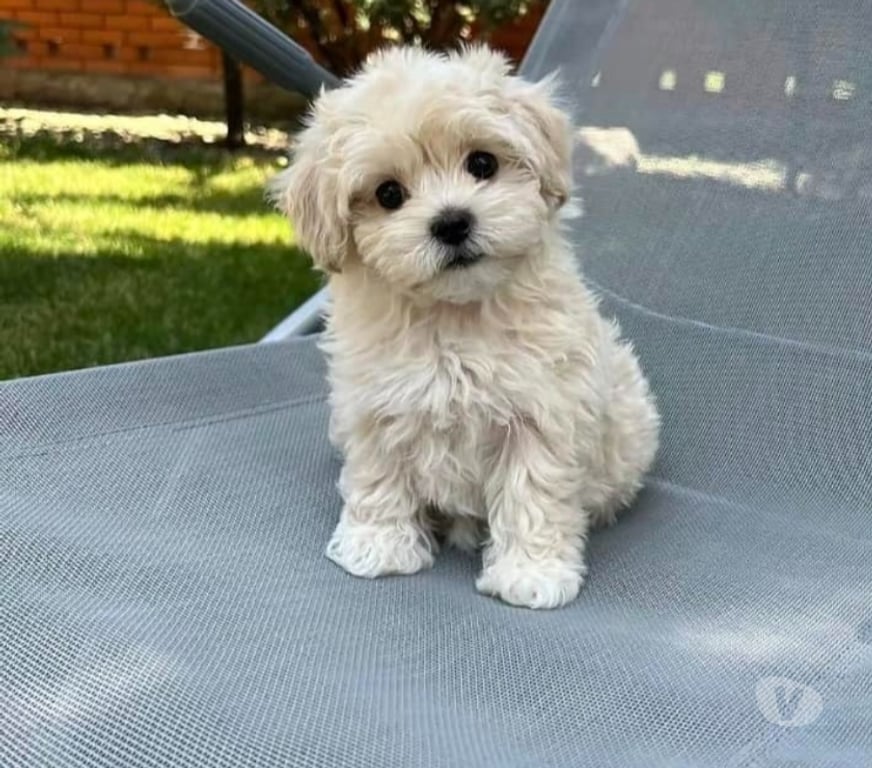 Gatos en Venta Santiago Las Condes - Fotos de Hermosos Cachorros Poodle Toy