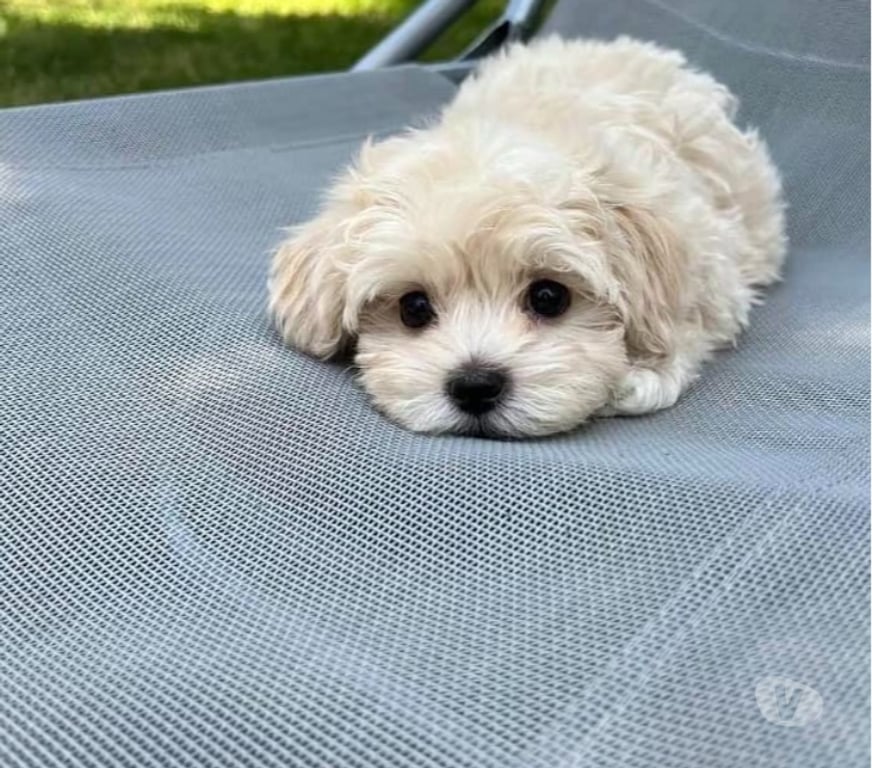 Gatos en Venta Santiago Las Condes - Fotos de Hermosos Cachorros Poodle Toy