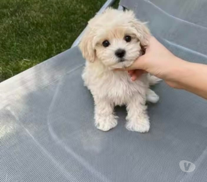 Gatos en Venta Santiago Las Condes - Fotos de Hermosos Cachorros Poodle Toy