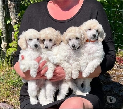Perros en Venta Las Condes Santiago - Fotos de Hermosos Cachorros Poodle Toy
