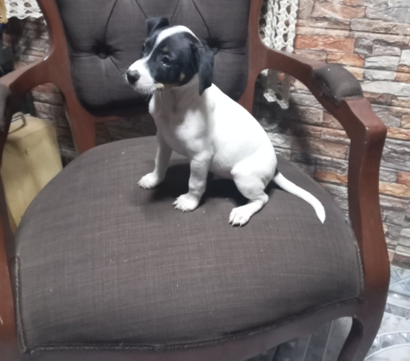 Gatos en Venta Maipo San Bernardo - Fotos de Foxterrier macho 2 meses