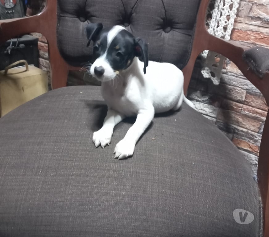 Gatos en Venta Maipo San Bernardo - Fotos de Foxterrier macho 2 meses