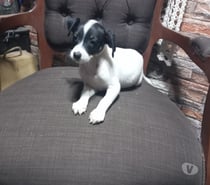 Foxterrier macho 2 meses