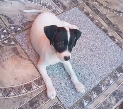 Gatos en Venta San Bernardo Maipo - Fotos de Foxterrier macho 3 meses