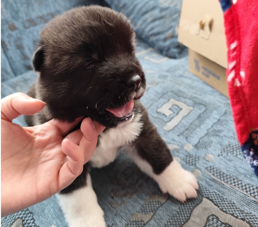 Mascotas en Venta Las Condes Santiago - Fotos de Soñados Cachorros Akita Americano