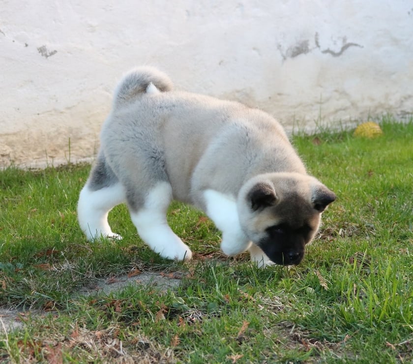 Gatos en Venta Santiago Las Condes - Fotos de Soñados Cachorros Akita Americano