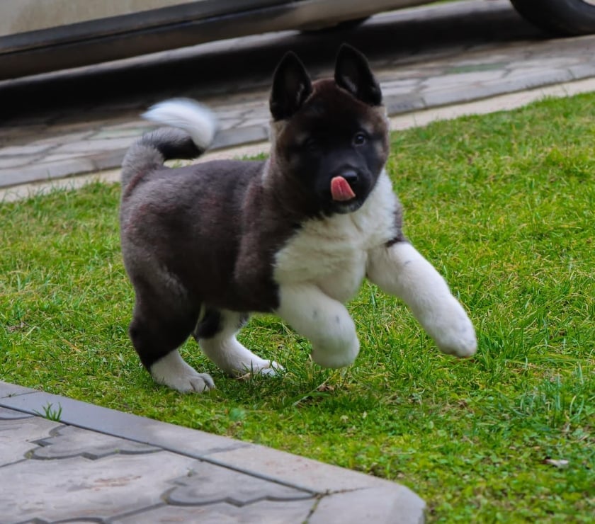 Gatos en Venta Santiago Las Condes - Fotos de Soñados Cachorros Akita Americano