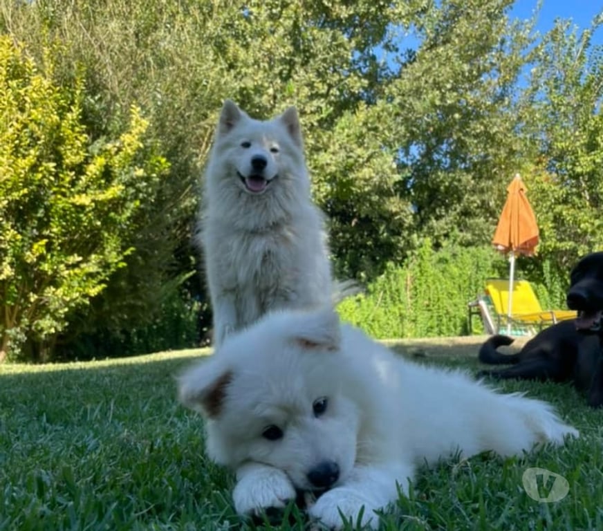 Gatos en Venta Santiago Las Condes - Fotos de Hermosos Cachorros Samoyedos