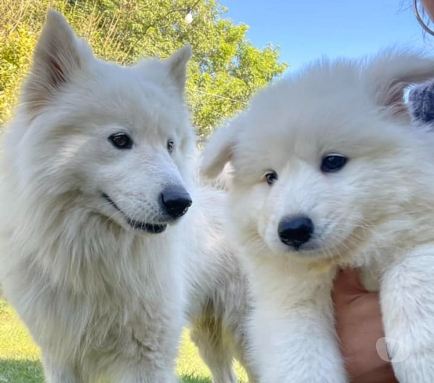 Gatos en Venta Santiago Las Condes - Fotos de Hermosos Cachorros Samoyedos