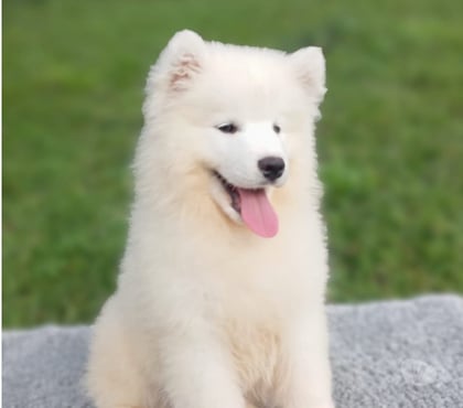 Gatos en Venta Las Condes Santiago - Fotos de Hermosos Cachorros Samoyedos