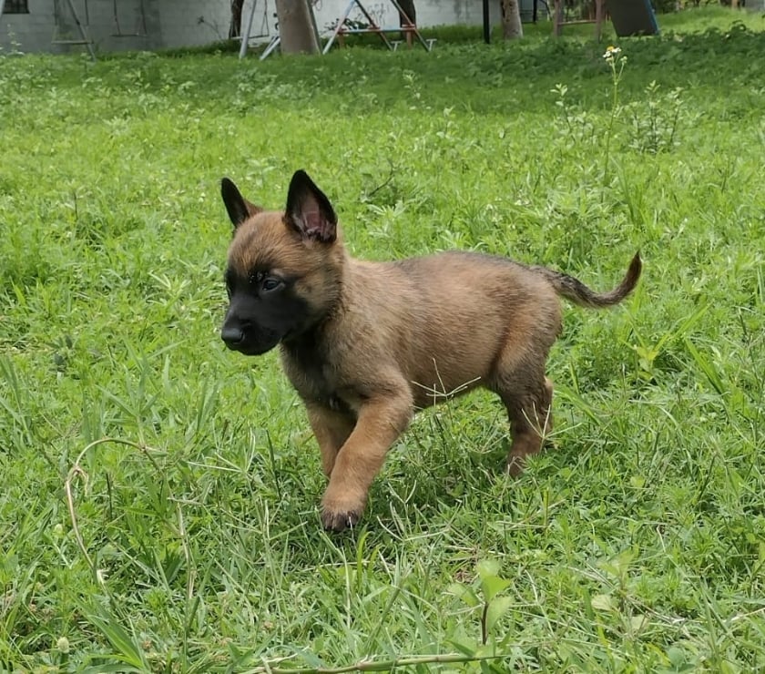 Mascotas en Venta Las Condes Santiago - Fotos de Soñados Cachorros Malinois