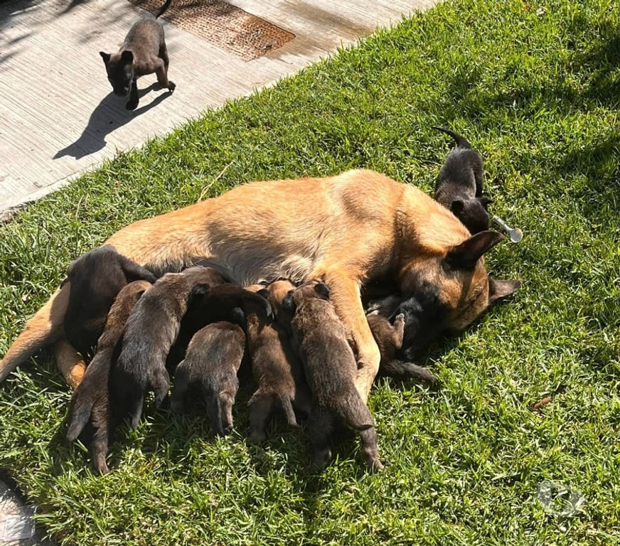 Gatos en Venta Santiago Las Condes - Fotos de Soñados Cachorros Malinois
