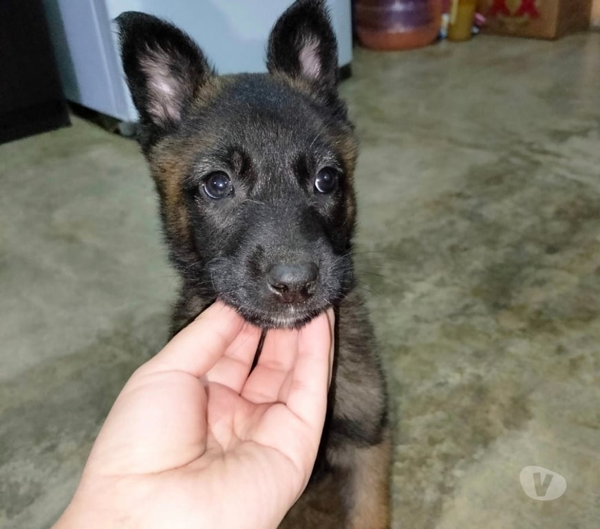 Gatos en Venta Santiago Las Condes - Fotos de Soñados Cachorros Malinois