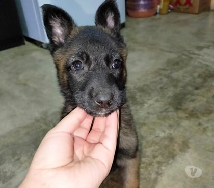 Mascotas en Venta Las Condes Santiago - Fotos de Soñados Cachorros Malinois