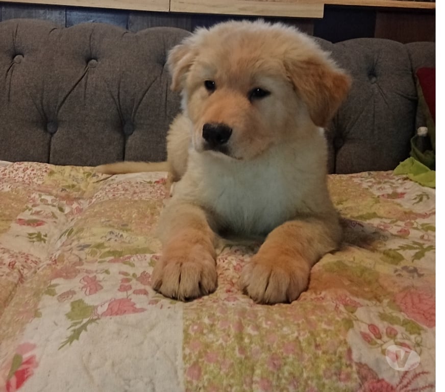 Gatos en Venta Santiago Independencia - Fotos de Cachorro Golden retriever