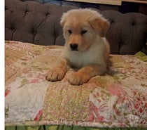 Cachorro Golden retriever