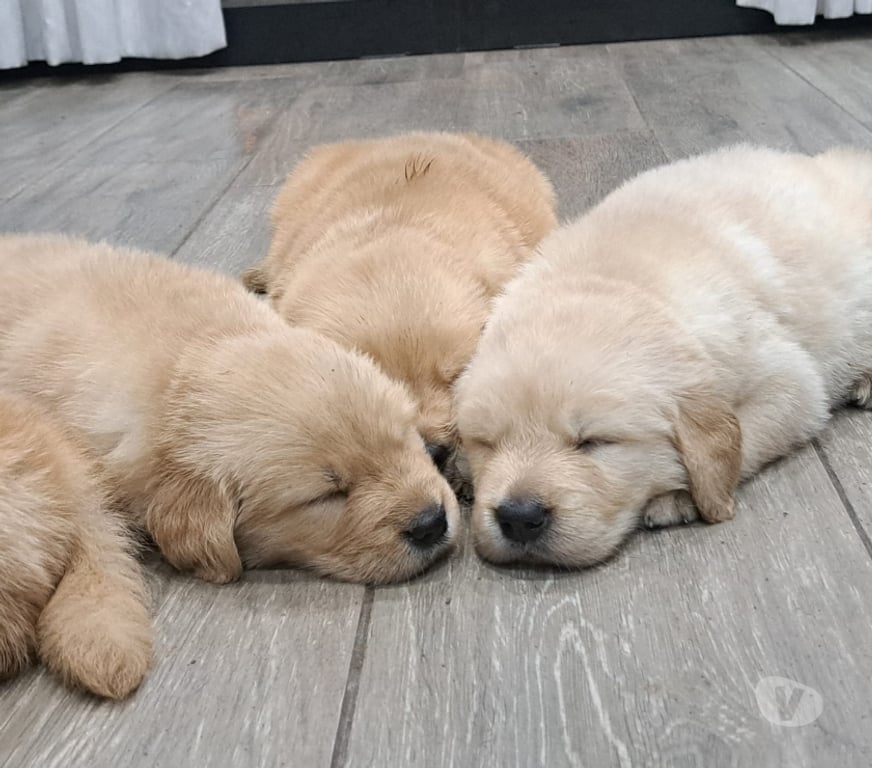 Gatos en Venta Santiago Las Condes - Fotos de Cachorros Golden 2 Meses Hermosos!