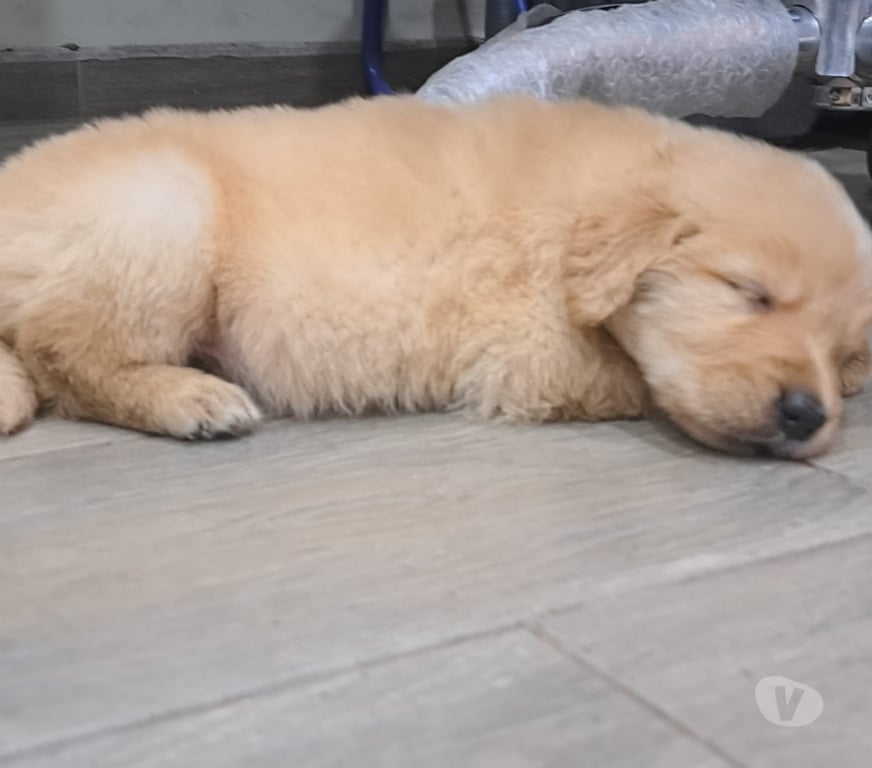 Gatos en Venta Santiago Las Condes - Fotos de Cachorros Golden 2 Meses Hermosos!