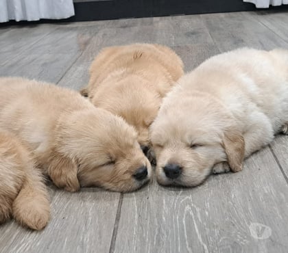 Gatos en Venta Las Condes Santiago - Fotos de Cachorros Golden 2 Meses Hermosos!