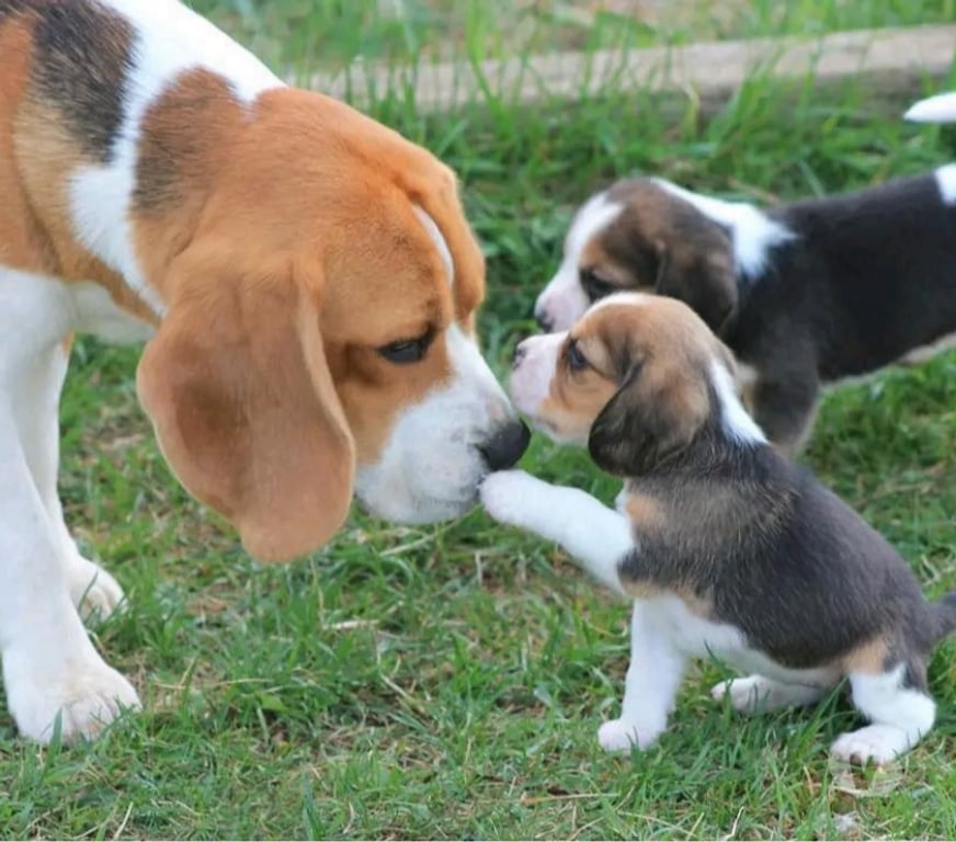 Gatos en Venta Santiago Las Condes - Fotos de Soñados Cachorros Beagle de 2 Meses