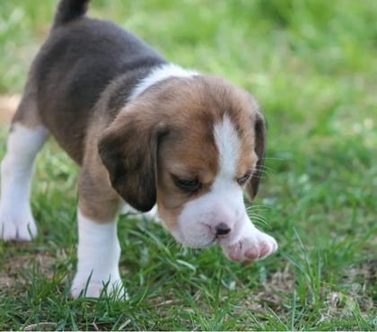 Perros en Venta Las Condes Santiago - Fotos de Soñados Cachorros Beagle de 2 Meses