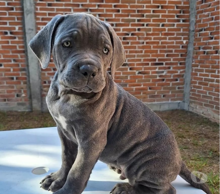 Gatos en Venta Santiago Las Condes - Fotos de Soñados Cachorros Cane Corso