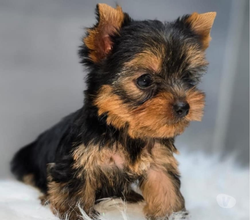 Gatos en Venta Santiago Las Condes - Fotos de Soñados Cachorros Yorkshire