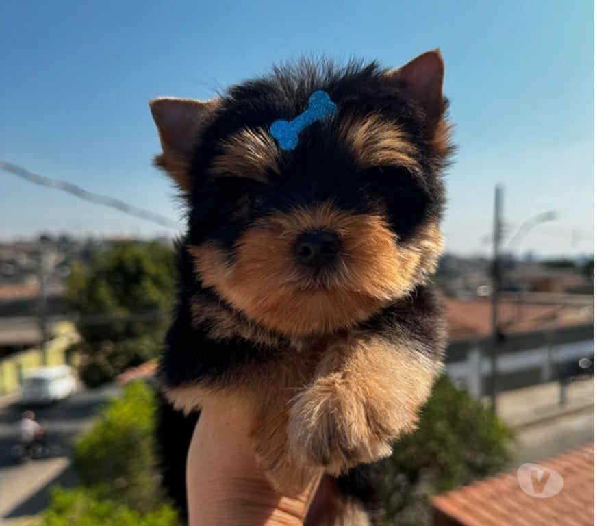 Gatos en Venta Santiago Las Condes - Fotos de Soñados Cachorros Yorkshire