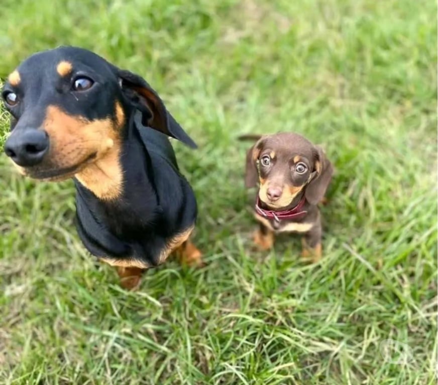 Gatos en Venta Santiago Las Condes - Fotos de Hermosos Cachorros Dachshund Mini