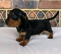 Hermosos Cachorros Dachshund Mini