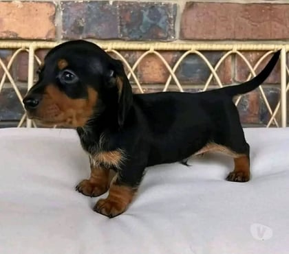 Gatos en Venta Las Condes Santiago - Fotos de Hermosos Cachorros Dachshund Mini
