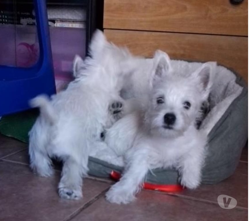 Gatos en Venta Santiago Las Condes - Fotos de Soñados Cachorros Westy Inscritos KCC