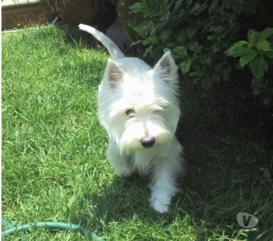 Gatos en Venta Santiago Las Condes - Fotos de Soñados Cachorros Westy Inscritos KCC