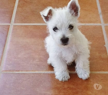Venta de Mascotas Las Condes Santiago - Fotos de Soñados Cachorros Westy Inscritos KCC